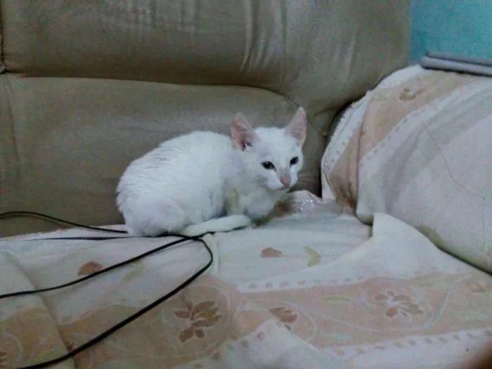 Gato ra a N definida idade 2 a 6 meses nome Sem nome