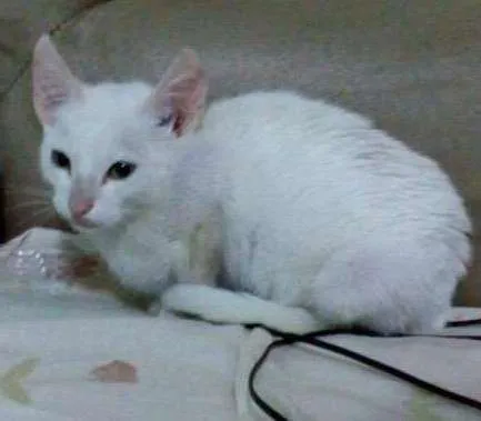 Gato ra a N definida idade 2 a 6 meses nome Sem nome