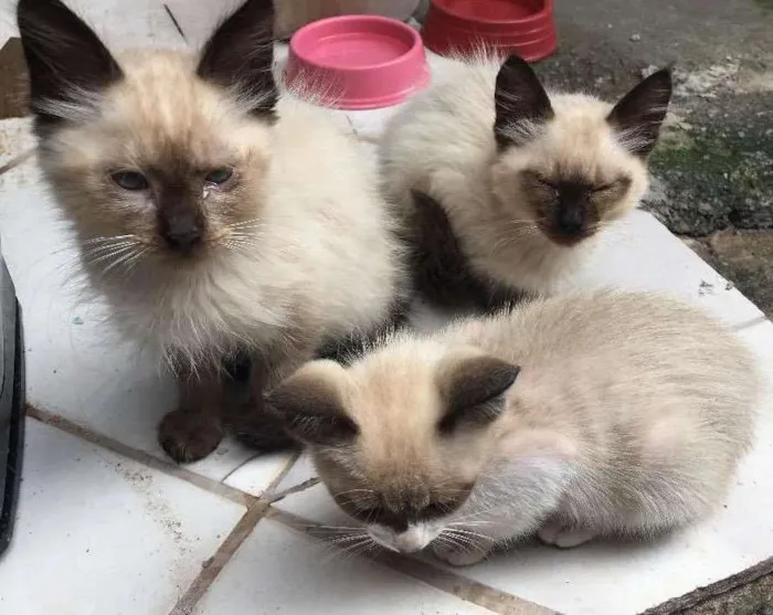 Gato ra a Vira-lata  idade 2 a 6 meses nome Não coloquei 