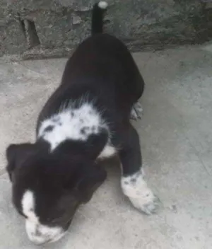 Cachorro raça Comum idade  nome Belinhas