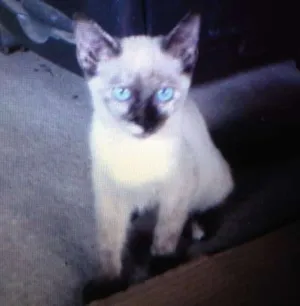 Gato raça  idade 2 a 6 meses nome Nina