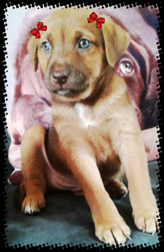 Cachorro ra a SRD idade Abaixo de 2 meses nome KIVIS