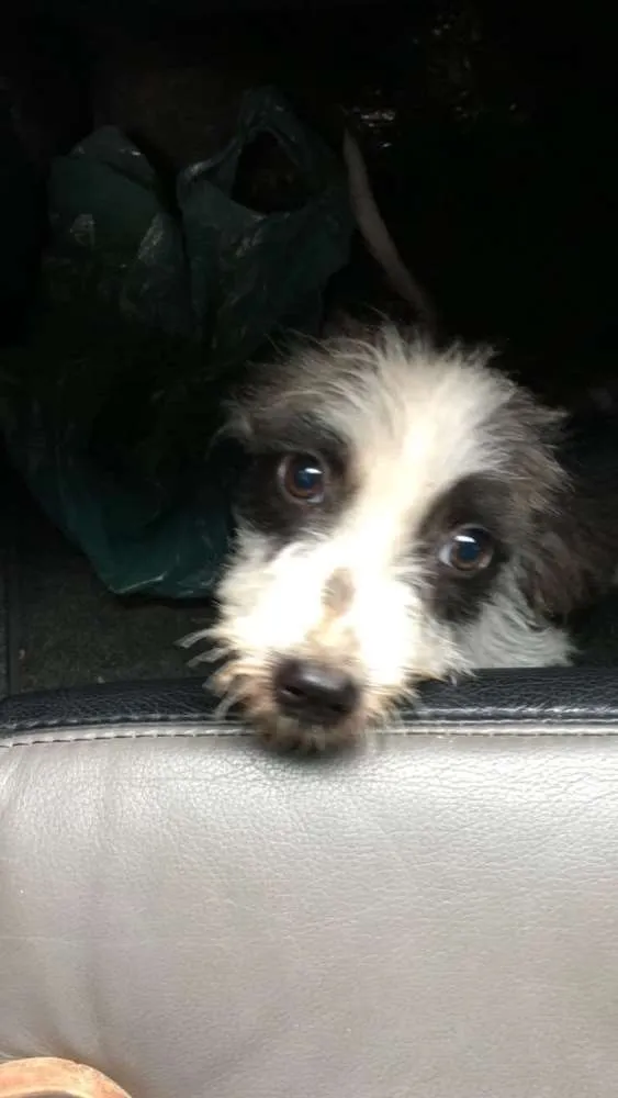 Cachorro raça Sem raça definida  idade Abaixo de 2 meses nome *sem nome 