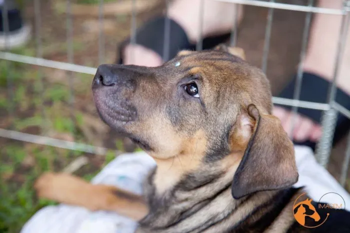 Cachorro ra a SRD idade 2 a 6 meses nome Sugar