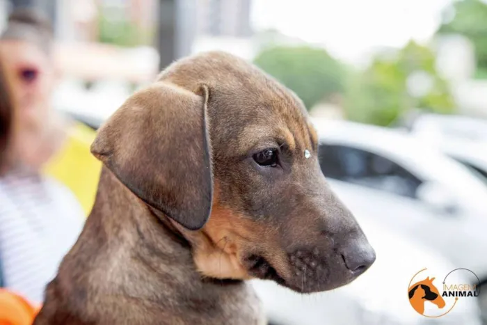 Cachorro ra a SRD idade 2 a 6 meses nome Sugar