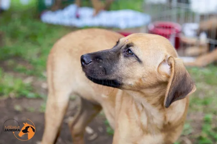 Cachorro ra a SRD idade 2 a 6 meses nome Charlotte