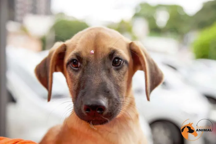 Cachorro ra a SRD idade 2 a 6 meses nome Charlotte