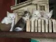 Gatinhos