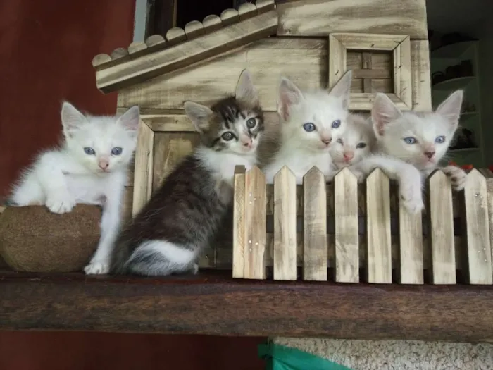Gato raça RND idade Abaixo de 2 meses nome Gatinhos