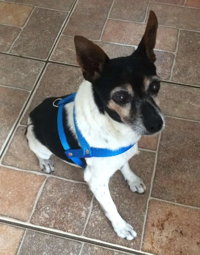 Cachorro ra a Fox/SRD idade 6 ou mais anos nome Sean Connery