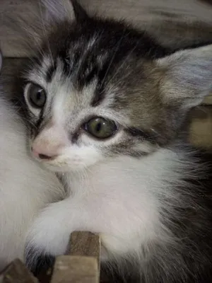 Gato raça RND idade Abaixo de 2 meses nome Gatinhos