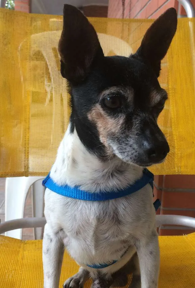 Cachorro ra a Fox/SRD idade 6 ou mais anos nome Sean Connery