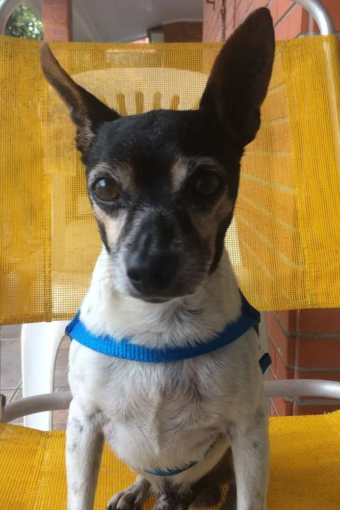Cachorro ra a Fox/SRD idade 6 ou mais anos nome Sean Connery