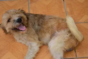 Cachorro raça Vira-Lata idade 2 anos nome Beck