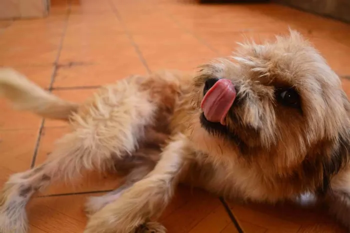 Cachorro ra a Vira-Lata idade 2 anos nome Beck