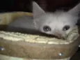 Gatinhos