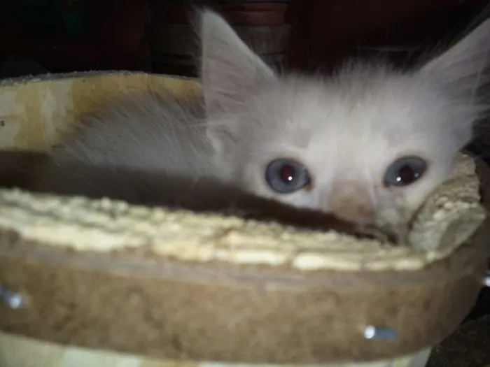 Gato raça RND idade Abaixo de 2 meses nome Gatinhos