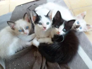 Gato raça Vira lata idade  nome Sem nome