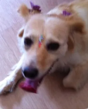 Cachorro raça SRD idade 6 ou mais anos nome Meg