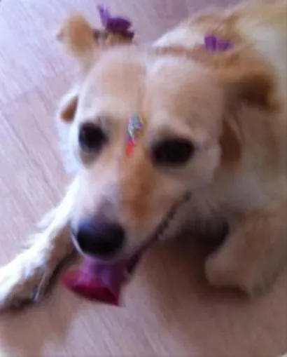 Cachorro raça SRD idade 6 ou mais anos nome Meg