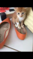 Tigrão