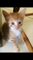 Tigrão