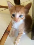 Tigrão