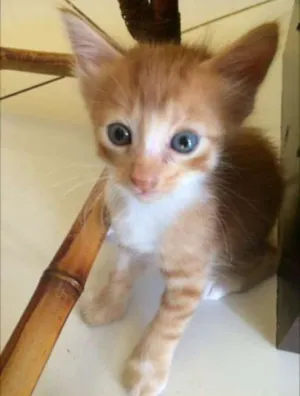 Gato raça SRD idade Abaixo de 2 meses nome Tigrão