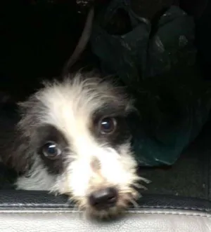 Cachorro raça Sem raça definida  idade Abaixo de 2 meses nome *sem nome 