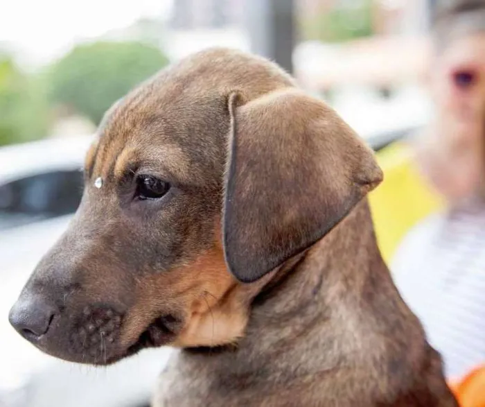 Cachorro ra a SRD idade 2 a 6 meses nome Sugar