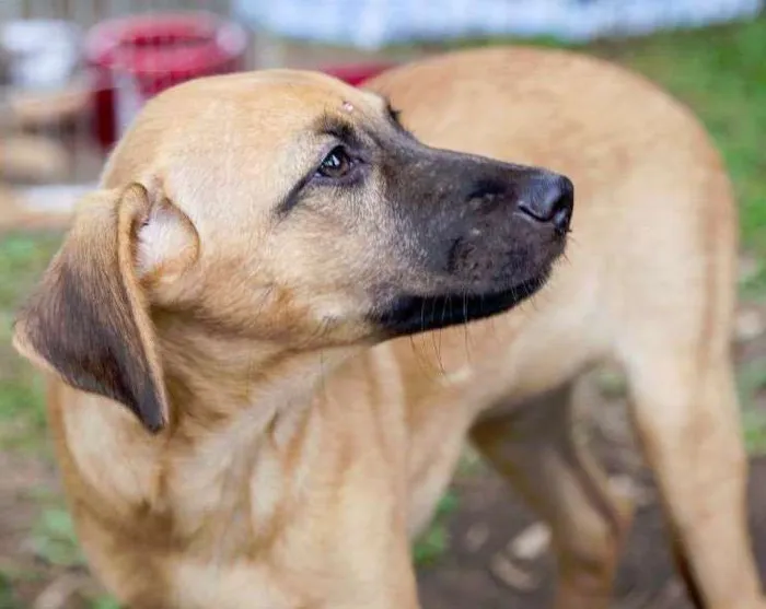 Cachorro ra a SRD idade 2 a 6 meses nome Charlotte