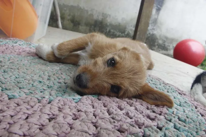 Cachorro ra a srd idade 2 a 6 meses nome Doralice