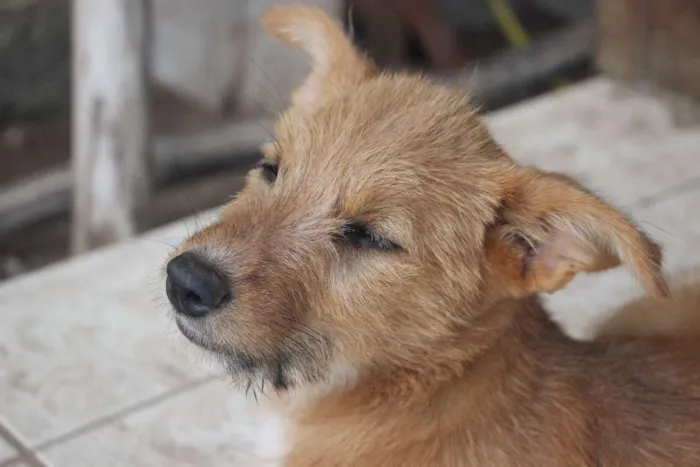 Cachorro ra a srd idade 2 a 6 meses nome Doralice
