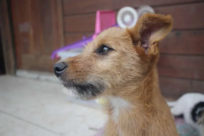 Cachorro ra a srd idade 2 a 6 meses nome Doralice