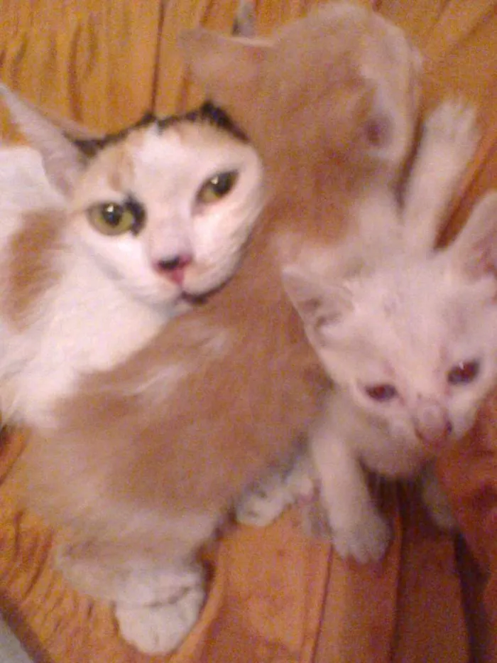Gato raça indefinida idade Abaixo de 2 meses nome sem nome