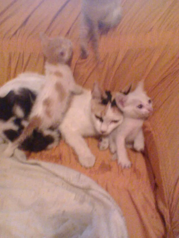 Gato raça indefinida idade Abaixo de 2 meses nome sem nome