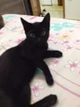 Pantera