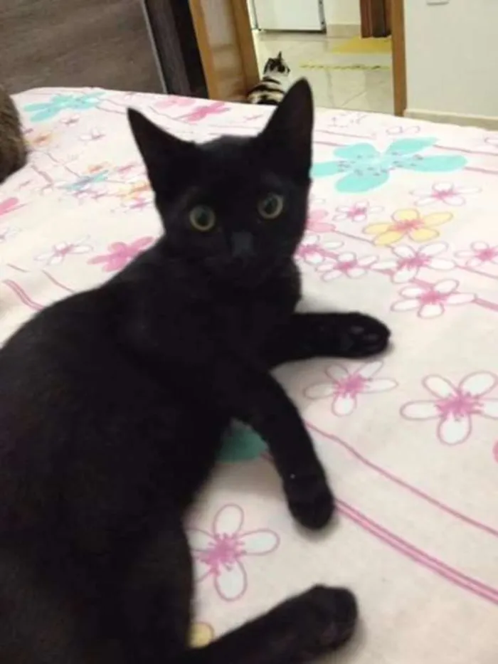 Gato ra a Sem raça definida idade 2 a 6 meses nome Pantera