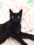 Pantera