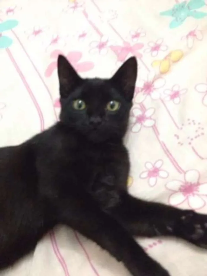 Gato ra a Sem raça definida idade 2 a 6 meses nome Pantera