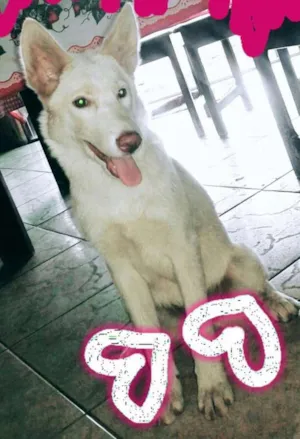 Cachorro raça Hausky siberiano misturado com pastor alemão  idade 2 a 6 meses nome Kiara