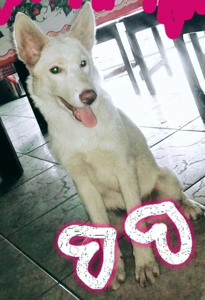 Cachorro ra a Hausky siberiano misturado com pastor alemão  idade 2 a 6 meses nome Kiara