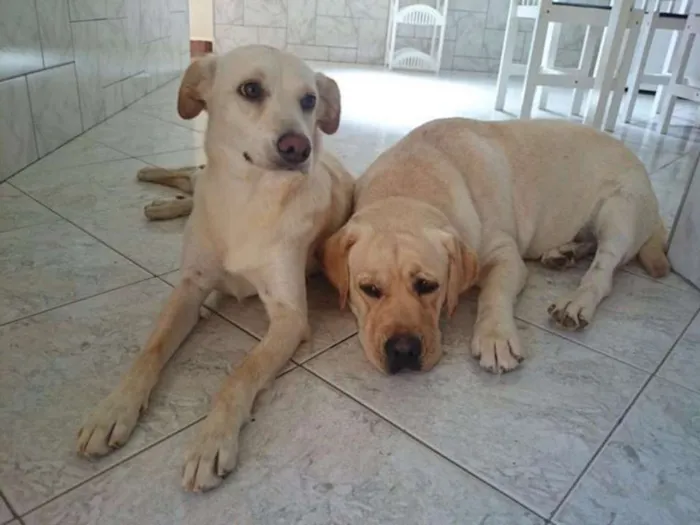 Cachorro ra a Labrador e Vira-Lata idade 3 anos nome Maya e Úrsula