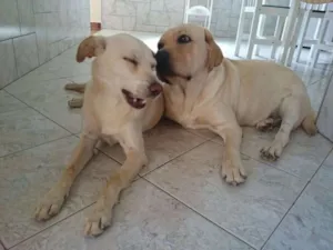 Cachorro raça Labrador e Vira-Lata idade 3 anos nome Maya e Úrsula