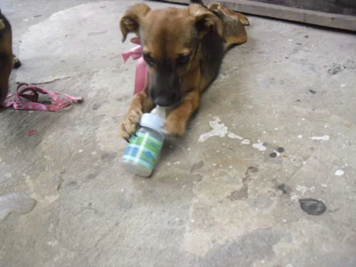 Cachorro ra a SRD idade 2 a 6 meses nome Belinha