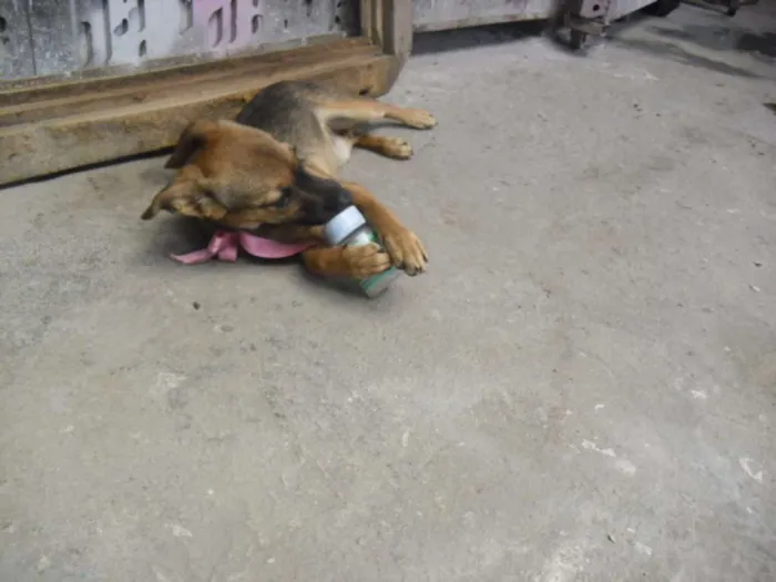 Cachorro ra a SRD idade 2 a 6 meses nome Belinha