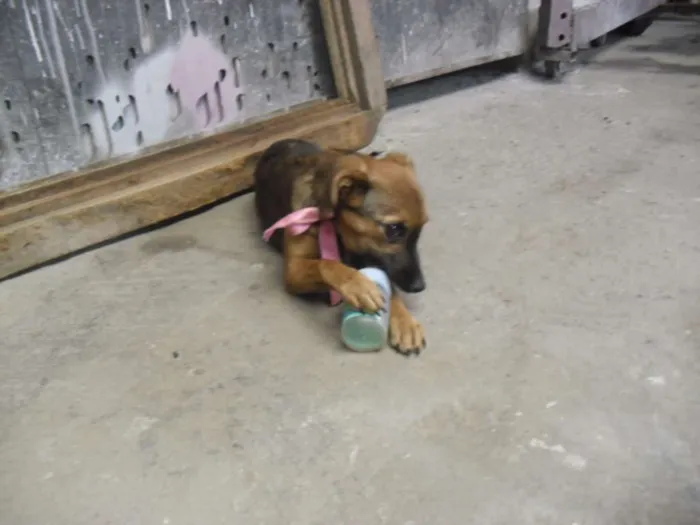 Cachorro ra a SRD idade 2 a 6 meses nome Belinha