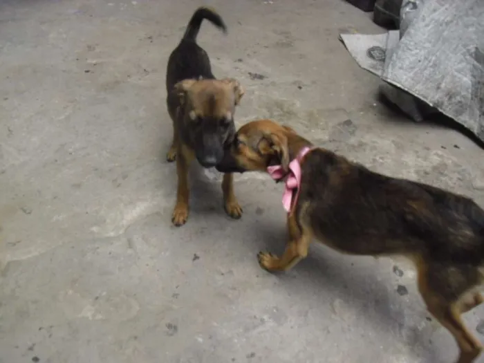 Cachorro ra a SRD idade 2 a 6 meses nome Belinha