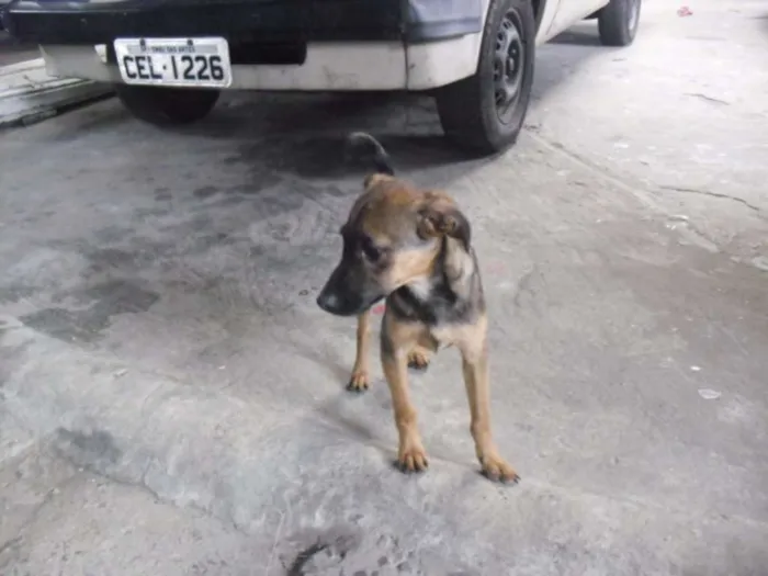 Cachorro ra a SRD idade 2 a 6 meses nome Belo