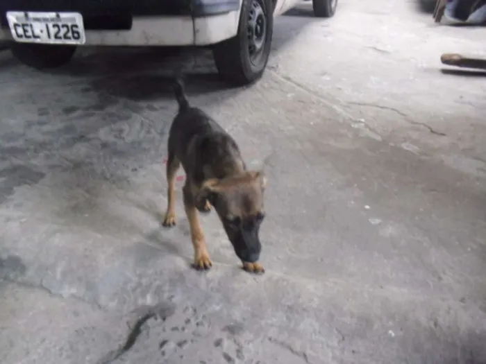 Cachorro ra a SRD idade 2 a 6 meses nome Belo